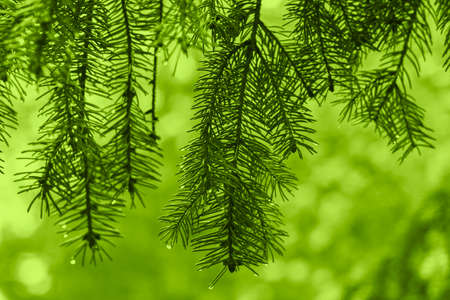 Natural green toned background with wet spruce branches. Blurred soft focus. background fill