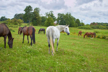 Graceful horses grazing on a green meadow. rear viewの写真素材
