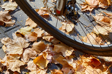 Bicycle wheel on the background of the path strewn with dry yellow falling leaves. Cycling in the autumn parkの写真素材