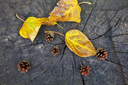 Fallen dry leaves and pine cones on an old wooden stump. Autumn background design. Top viewの写真素材