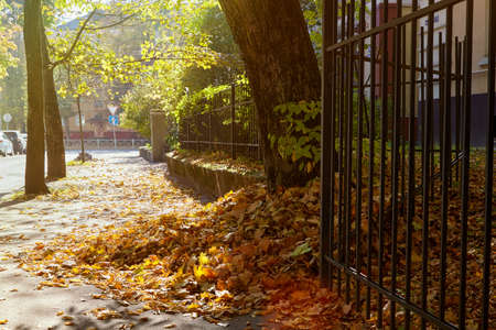 Street in the autumn city with a bunch of yellow dry fallen leavesの写真素材