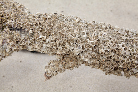 Seashells cling to a tree trunk on the seashore. Coral branch washed up on sea sand.