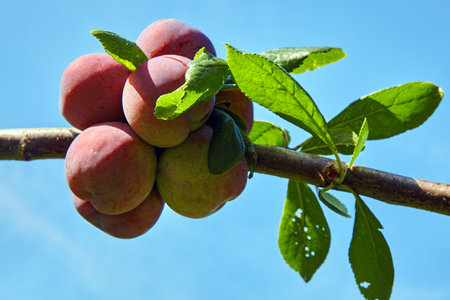 Large plum fruits on a tree branch against a blue sky on a sunny summer day.の写真素材