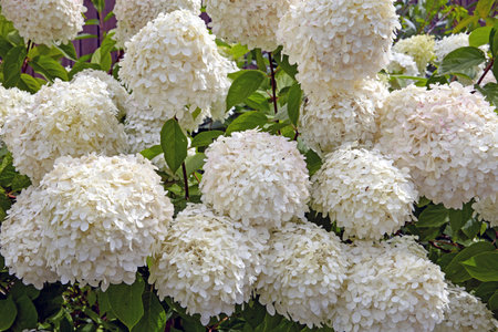 Lush white hydrangeas against a background of green foliage