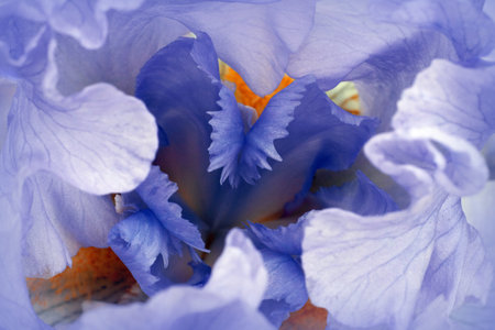 blue floral background for design