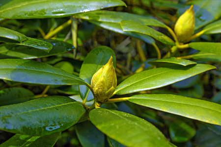 unopened rhododendron buds against the backdrop of a green park.の写真素材