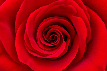 background texture of rose flowerの写真素材