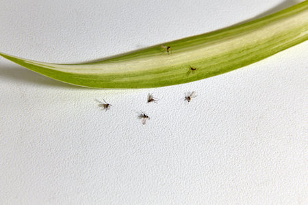 dead flies drosophila insects pests of indoor plants on white background.の写真素材