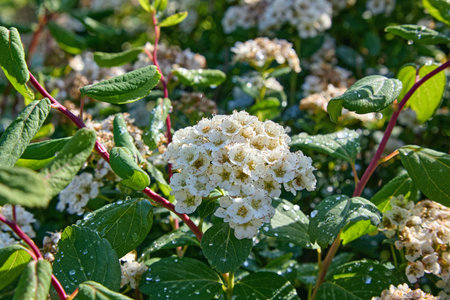 Spiraea frichii flower in raindrops