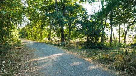 Road dirt rock in forest