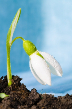 A little snowdrop going out of soil in spring timeの写真素材