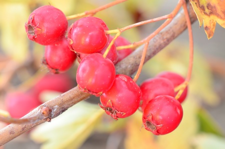 a bundle of hawthorn on a branchの写真素材