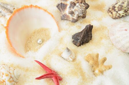 a collection of scallops and pearlの写真素材
