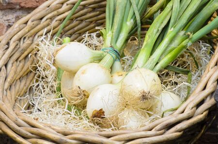 Onions in Twigs Basket in a rustic storeの写真素材