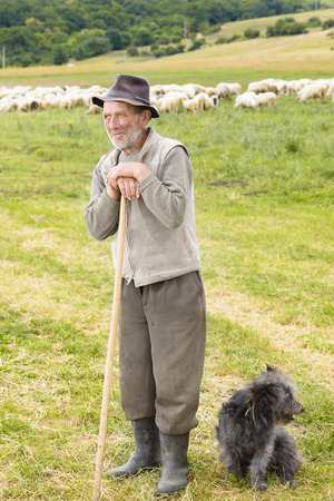 Old shepperd man with his dog near flockの写真素材