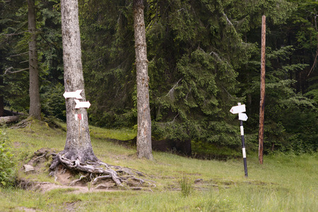 Hiking signs on trees in the mountainの写真素材