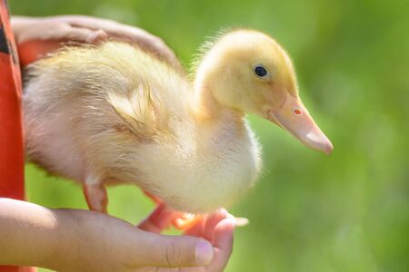 Kid holding a cute duckling, sunny summer day