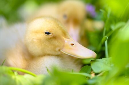 Cute duckling relaxing in a sunny summer dayの写真素材
