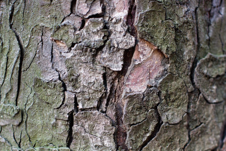 dry tree bark texture background, selective focus. copyspace. macro mockup.