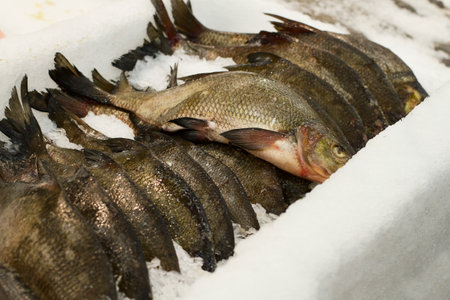 Fish in supermarket. Piece of fish in ice at restaurant kitchen. Healthy food for sushi. Selective focus.の写真素材