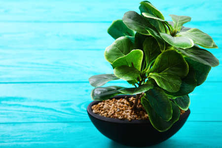 Green plant in a pot on blue wooden table. selective focusの写真素材