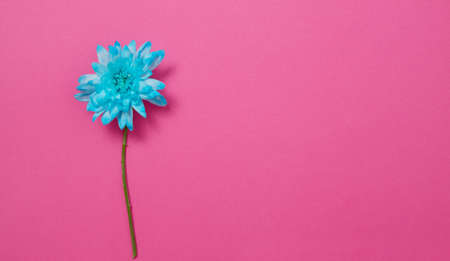Blue summer flowers composition isolated on pink background. mother and women day. Valentine holidays concept. Top view and copy space. Blank template and mock up. flower season. Bannerの写真素材