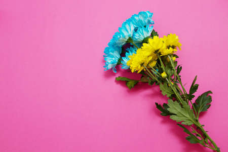 Yellow and blue summer flowers composition isolated on pink background. mother and women day. Valentine holidays concept. Top view and copy space. Blank template and mock up. flower seasonの写真素材