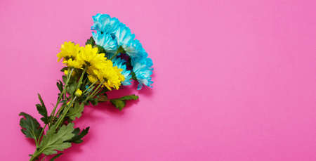 Yellow and blue summer flowers composition isolated on pink background. mother and women day. Valentine holidays concept. Top view and copy space. banner mockup. flower seasonの写真素材