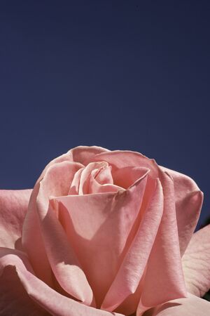 Pink "Brigadoon' hybrid tea rose against a blue sky.の写真素材