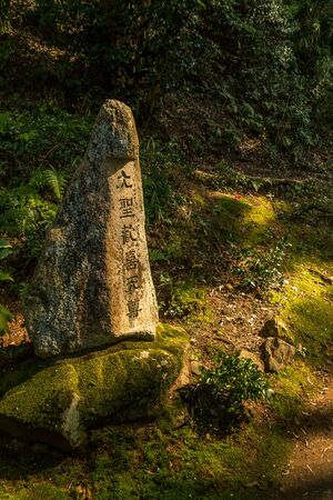 In the forestの写真素材