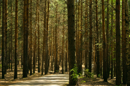 Pineforest road in the sunshineの写真素材