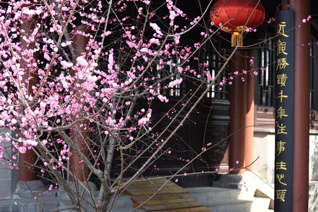 Plumのeditorial素材