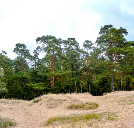 Green pines on a yellow sandy hillの写真素材
