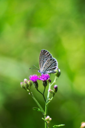 Butterfly on Flowerの写真素材
