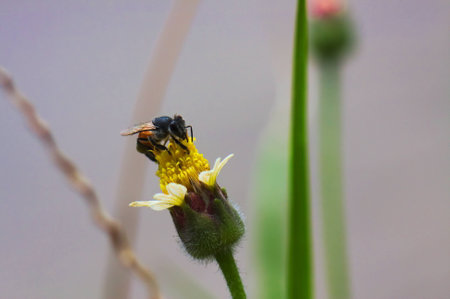 Bee On Flowerの写真素材