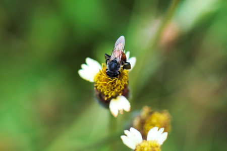 Bee On Flowerの写真素材