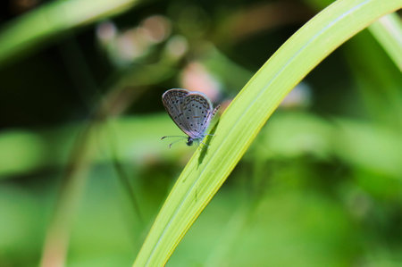 Butterfly on Flowerの写真素材
