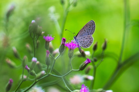 Butterfly on Flowerの写真素材