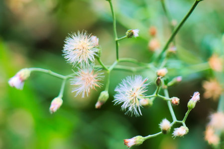 White Glass Flowerの写真素材