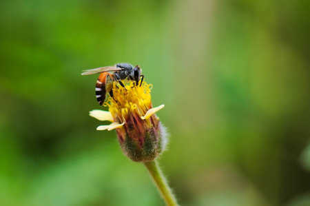 Bee On Flowerの写真素材