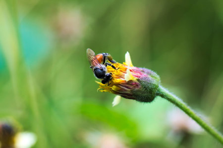Bee On Flowerの写真素材