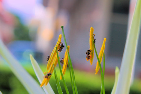 Group of Insectの写真素材