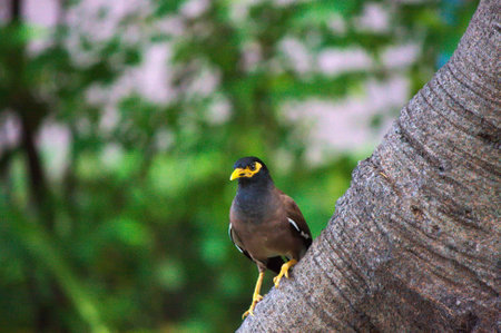 Thai Mynaの写真素材