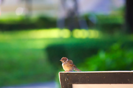 Thai Sparrowの写真素材