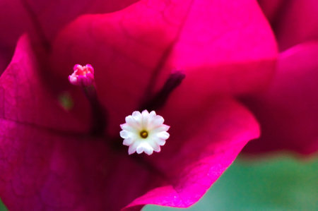 Real Bougainvilleaの写真素材