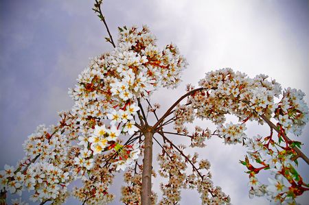 Cherry tree flower の写真素材
