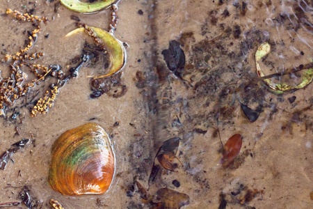 Dirty shell on the sand in the water  