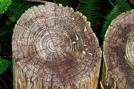 rounded wooden texture outdoors in the garden 