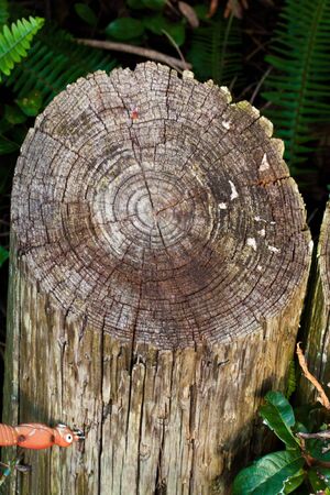 rounded wooden texture outdoors in the garden の写真素材