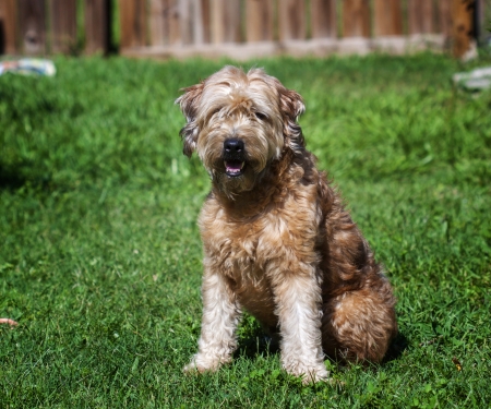 Portrait picture of a Goldendoodle outdoorsの写真素材